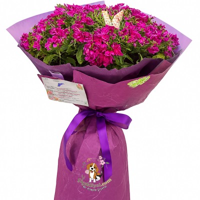 Jumbo  Boy Hüsnü & Yusuf Çiçeği  